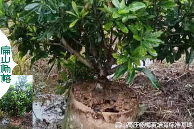 神農架高壓楊梅苗批發(fā)