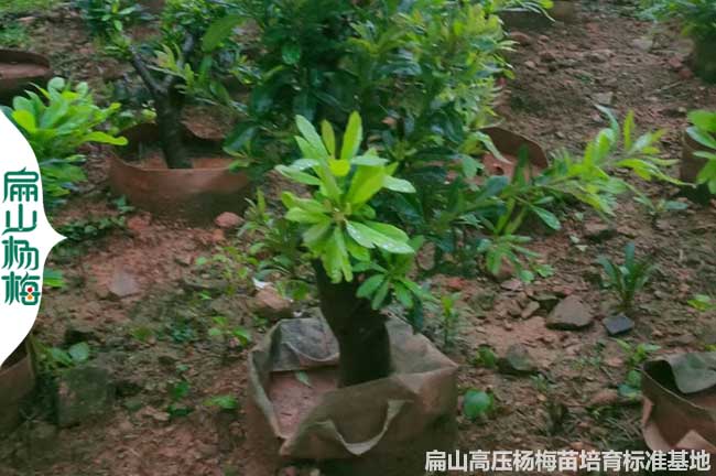 上饒高壓楊梅苗批發(fā)