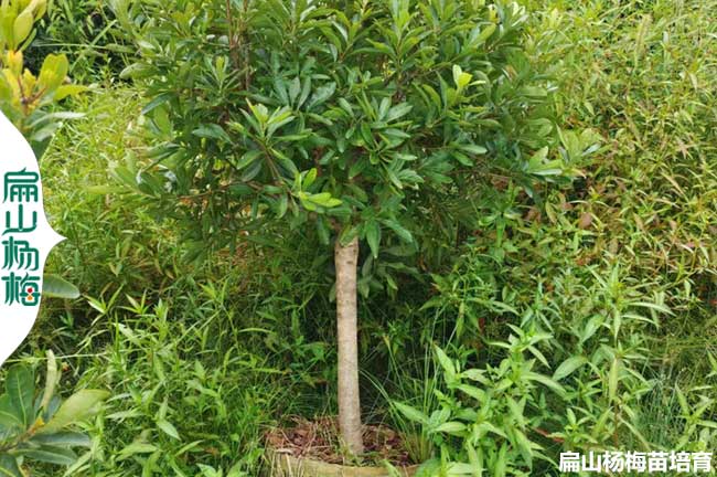 棒棒糖楊梅樹(shù)造型