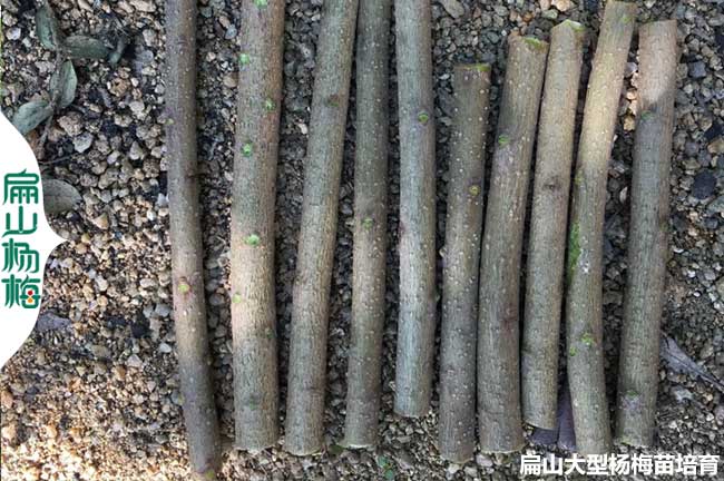 浙江永樹(shù)冠楊梅接穗