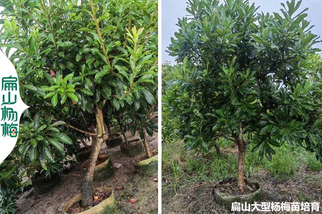 造型美觀(guān)楊梅苗