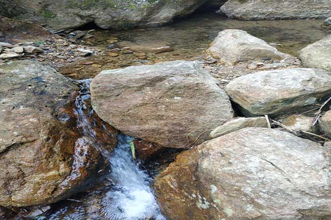 龍巖正番鴨養殖基地