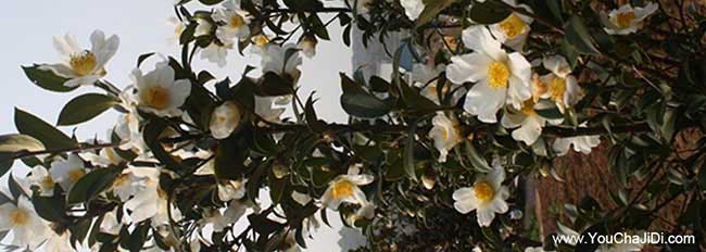 孝感白花油茶苗