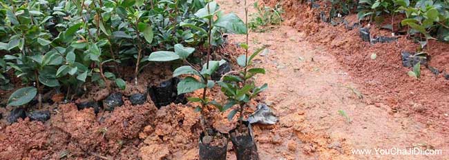 孝感茶籽樹(shù)基地
