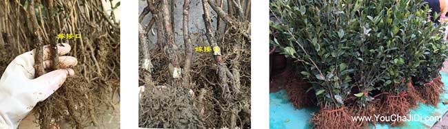 浮山茶樹(shù)苗種植生長(cháng)習 浮山茶樹(shù)苗種植生長(cháng)習