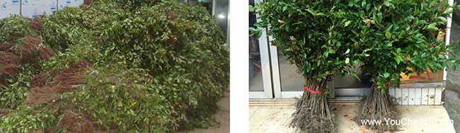 嘎灑鎮茶樹(shù)苗栽植行珠 嘎灑鎮茶樹(shù)苗栽植行珠