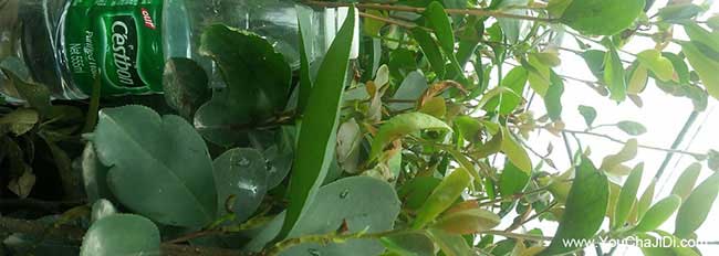 湖南茶樹(shù)種植