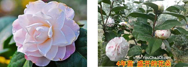 橫埠江西贛石贛無(wú)品種 橫埠江西贛石贛無(wú)品種