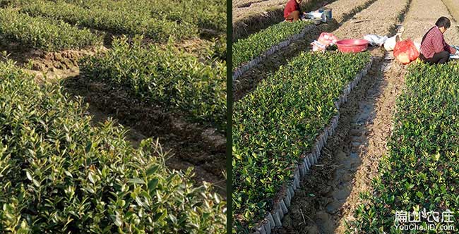 鐵心橋油茶種植重在賽 鐵心橋油茶種植重在賽