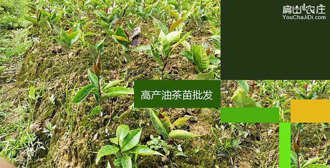 雄州茶樹(shù)林幼林撫育管 雄州茶樹(shù)林幼林撫育管