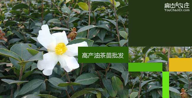 ??涤筒杳鐠旃芷诙? title=