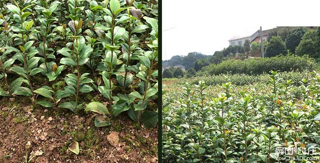 貴陽(yáng)茶樹(shù)苗