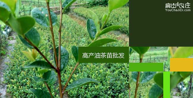 孝感油茶基地