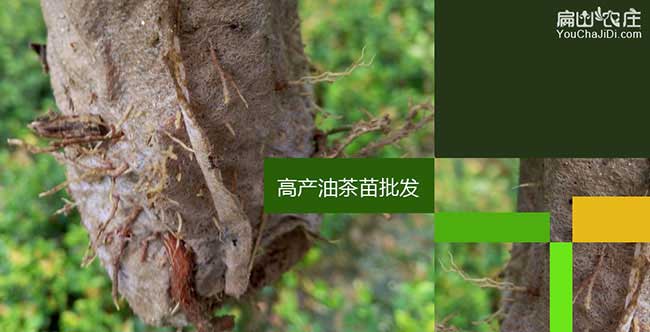 百色油茶杯苗批發(fā)
