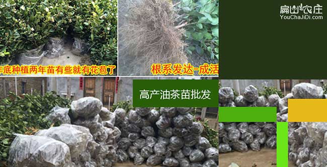 天門(mén)油茶規模