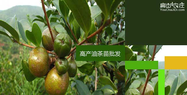 小渡船南方種植油茶的