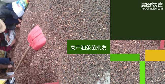 湯溝茶樹(shù)苗栽植行珠距 湯溝茶樹(shù)苗栽植行珠距