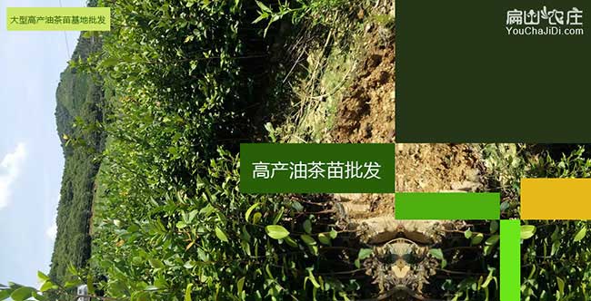 樊城茶樹(shù)管理技術(shù)與襄 樊城茶樹(shù)管理技術(shù)與襄