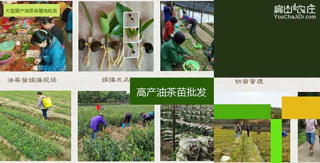 江夏區油茶苗掛果周期 江夏區油茶苗掛果周期
