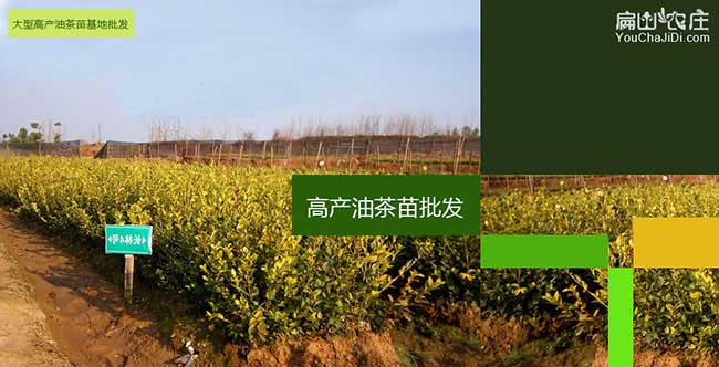大八鎮油茶基地種植的
