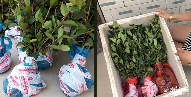 如果在銅官種植油茶正 如果在銅官種植油茶正
