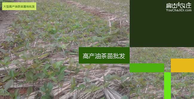 句容市中國油茶之鄉: 句容市中國油茶之鄉: