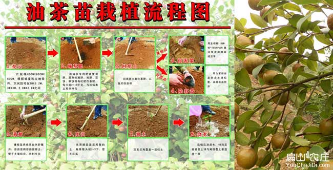 觀(guān)山油茶種植技術(shù)