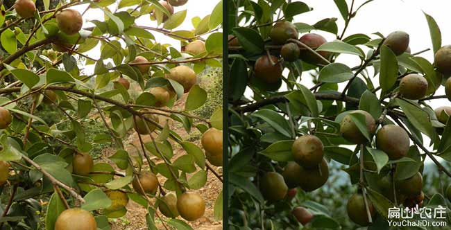 蔡甸區扁山油茶基地合 蔡甸區扁山油茶基地合