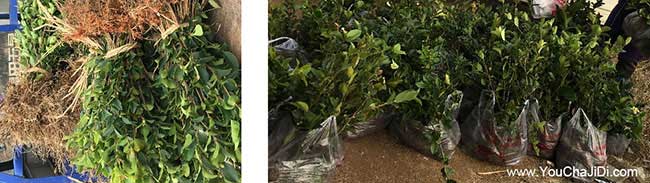 三明良種茶樹(shù)