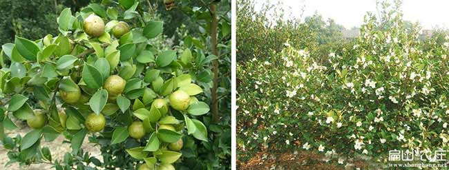 福建高產(chǎn)油茶