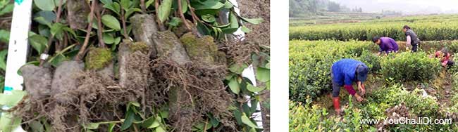 武安哪里有油茶種植技 武安哪里有油茶種植技