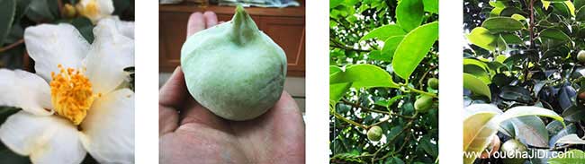 薛集茶樹(shù)苗種植山的陰 薛集茶樹(shù)苗種植山的陰
