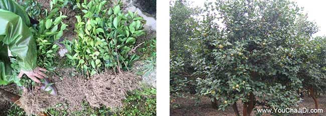 玄武區茶油價(jià)錢(qián)分類(lèi)介 玄武區茶油價(jià)錢(qián)分類(lèi)介