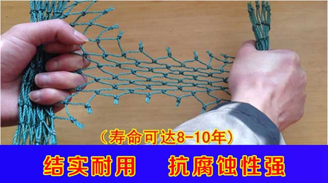 □ 銀涂鎮茶樹(shù)苗高度
