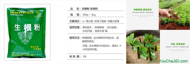 婁底茶樹(shù)苗基地