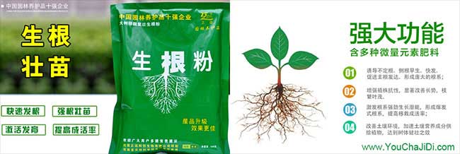 濱海茶油在國外受歡迎 濱海茶油在國外受歡迎