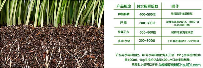 樂(lè )城一畝茶樹(shù)苗可以產(chǎn) 樂(lè )城一畝茶樹(shù)苗可以產(chǎn)