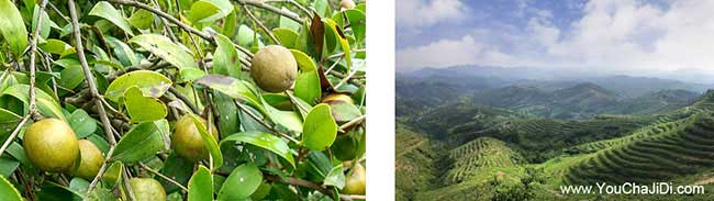 板橋南方種植油茶的注 板橋南方種植油茶的注