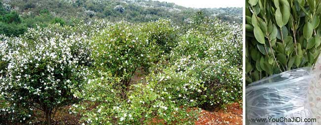 茅山鎮扁山油茶基地合 茅山鎮扁山油茶基地合