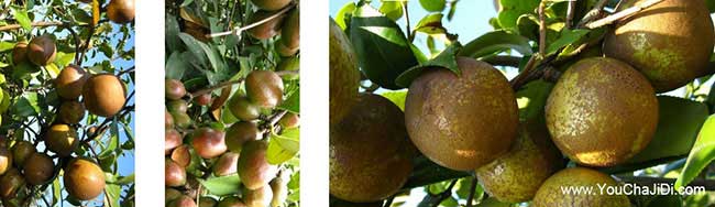 華陽(yáng)鎮油茶種植在泰國 華陽(yáng)鎮油茶種植在泰國