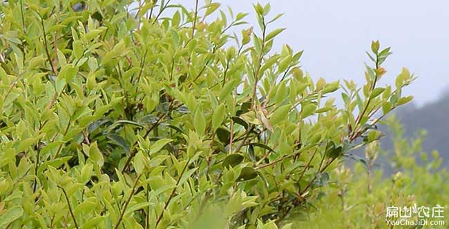 鐵銅福建龍眼茶苗種植 鐵銅福建龍眼茶苗種植