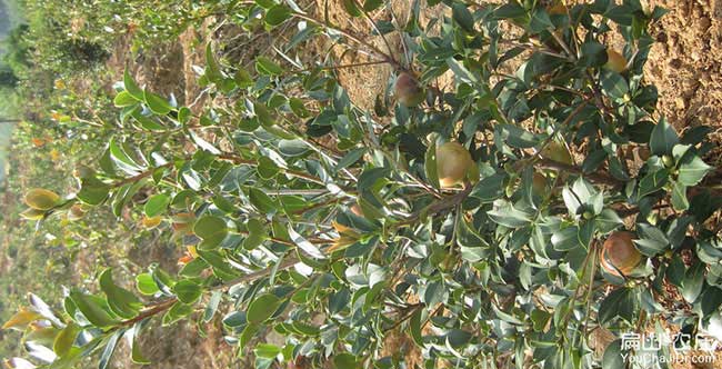 漢陽(yáng)區南方種植油茶的 漢陽(yáng)區南方種植油茶的