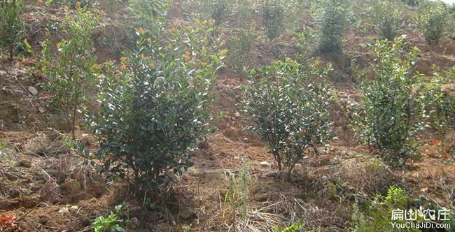 竹簀鎮茶樹(shù)苗的整地技 竹簀鎮茶樹(shù)苗的整地技