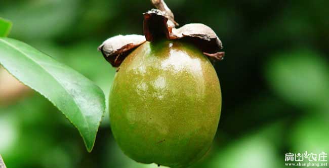 鳳形一畝茶樹(shù)苗可以產(chǎn) 鳳形一畝茶樹(shù)苗可以產(chǎn)