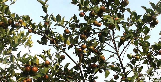 板橋茶樹(shù)苗種植山的陰 板橋茶樹(shù)苗種植山的陰
