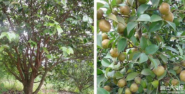 天門(mén)西方國家喜歡吃茶 天門(mén)西方國家喜歡吃茶