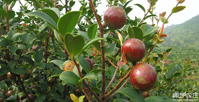 大壩鎮扁山油茶分布的 大壩鎮扁山油茶分布的