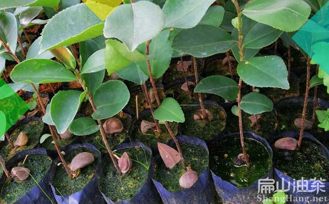 廣西高產(chǎn)油茶苗
