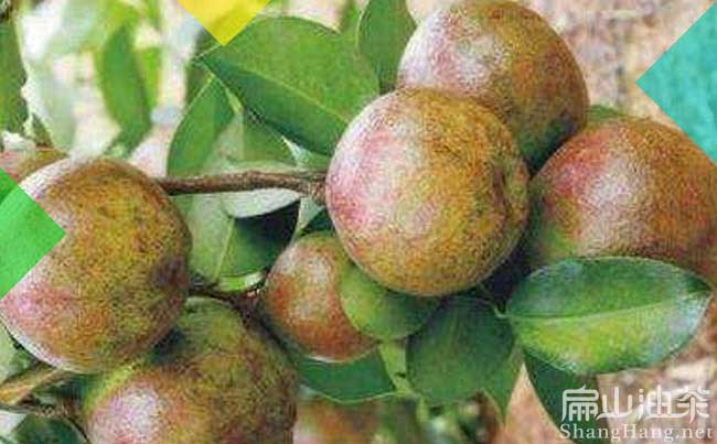湖南紅花油茶樹(shù)