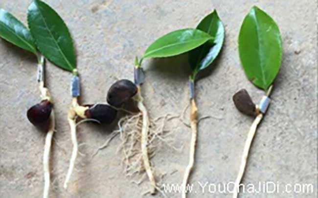山源茶樹(shù)苗提高授率問(wèn) 山源茶樹(shù)苗提高授率問(wèn)